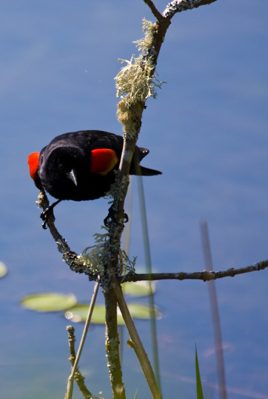 Red-Winged Blackbird